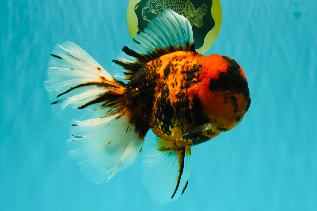 CHONKY AAA Grade Tiger Oranda Male 7.5 inches #092526OR_01