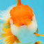 CHUNKY A Grade Red White Oranda Male 6 inches #040326OR_15