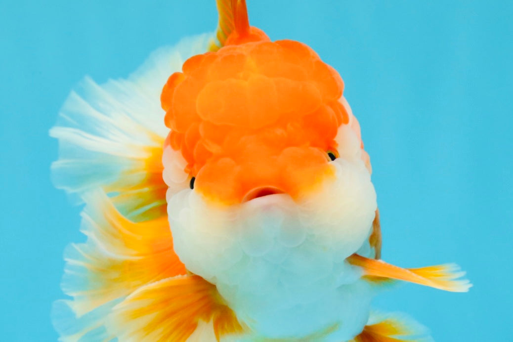 CHUNKY A Grade Red White Oranda Male 6 inches #040326OR_15