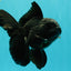 A Grade Black Oranda Male 5 inches #102326OR_13
