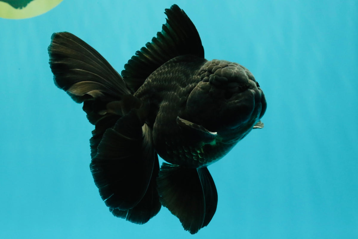 A Grade Black Oranda Male 5 inches #102326OR_13