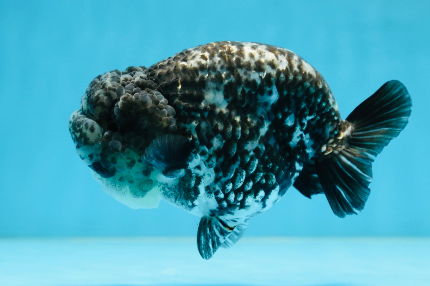 AAA Grade White Tiger LionQueen 5-5.5 inches #081525LC_04