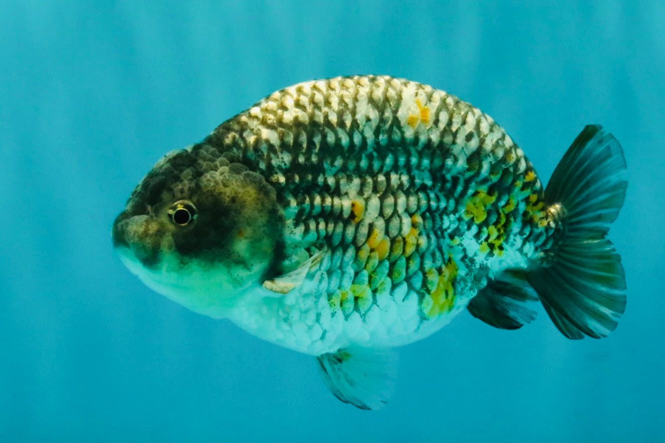 A Grade Strong Body Structure Tiger Ranchu Male 5-5.5 inches #081426RC_22