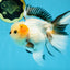 Tricolor Oranda Female 5.5 inches #100325OR_15