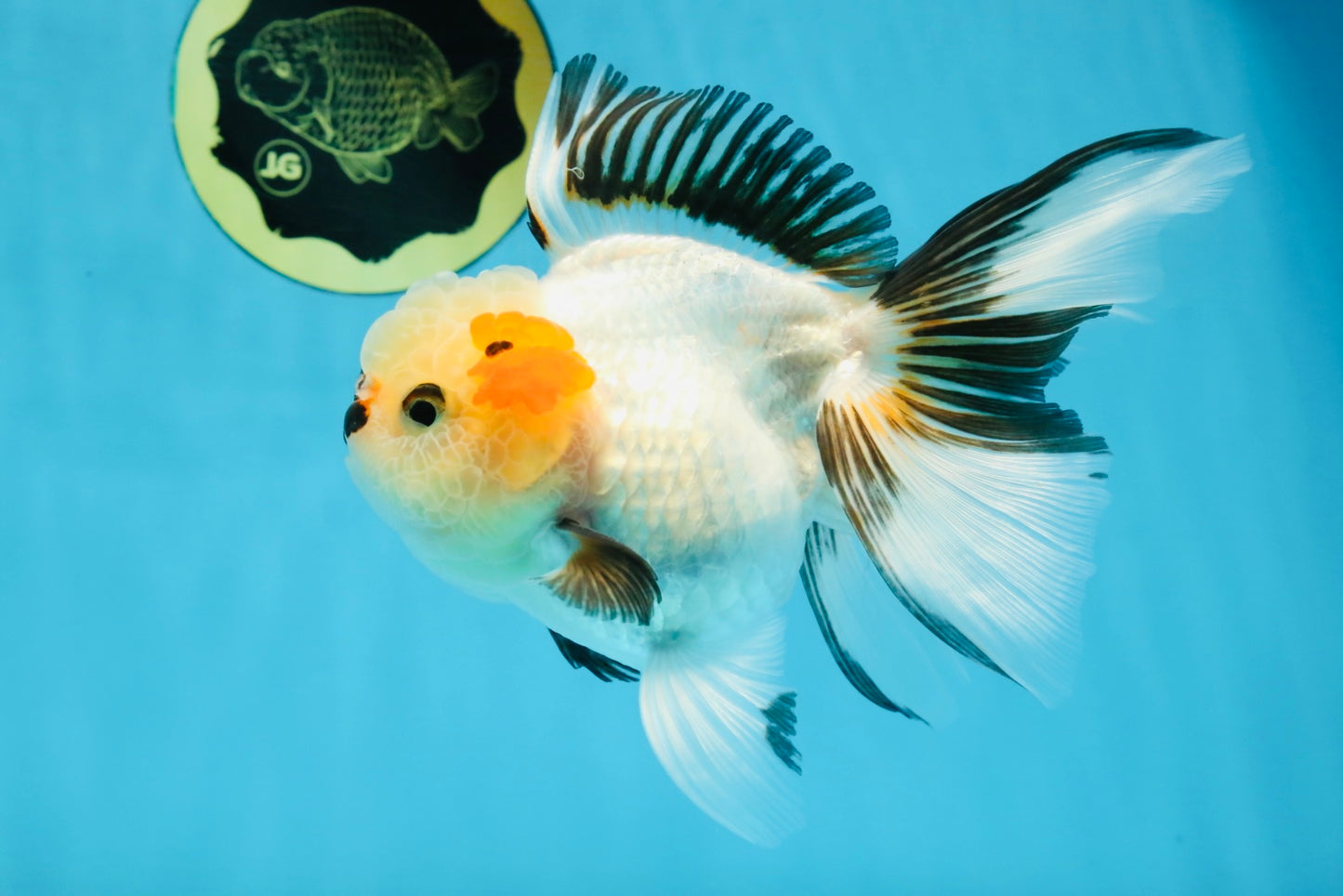 Tricolor Oranda Female 5.5 inches #100325OR_15