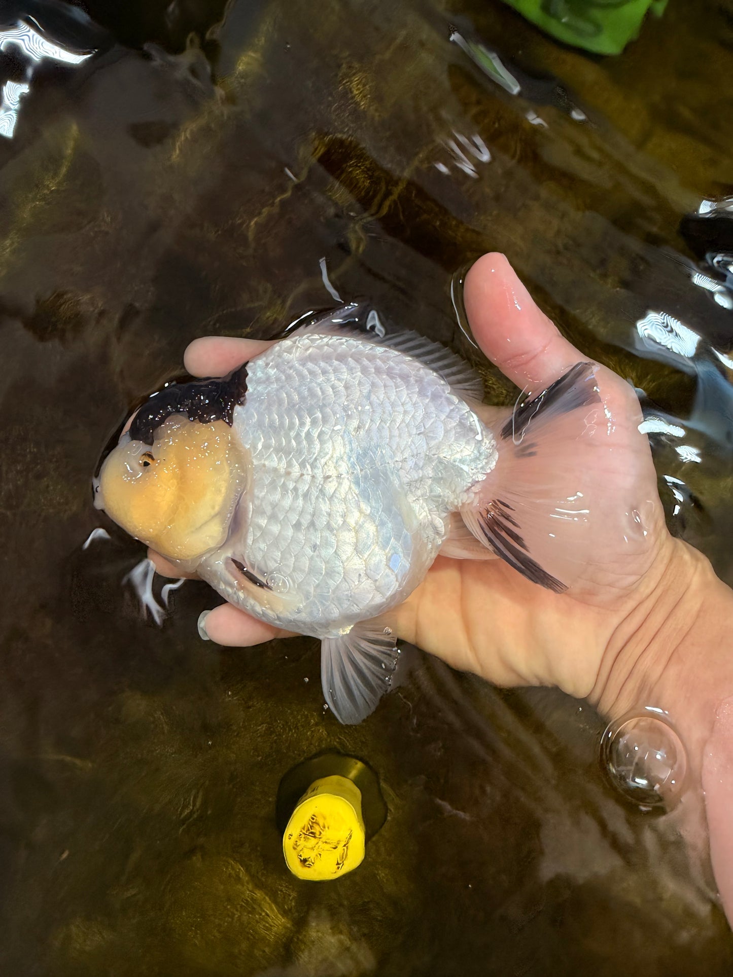 AAA Grade Panda Yuanbao Female 5.5-6 inches #101025YB_23