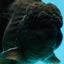 AAA Grade VERY SPECIAL Godzilla Black Oranda Male 5-5.5 inches #051625OR_18