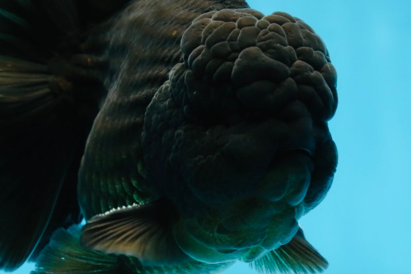 AAA Grade VERY SPECIAL Godzilla Black Oranda Male 5-5.5 inches #051625OR_18