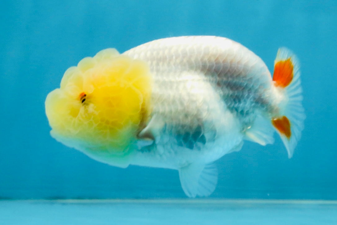 Snow White Lionchu Female 3.5 inches #121925LC_03