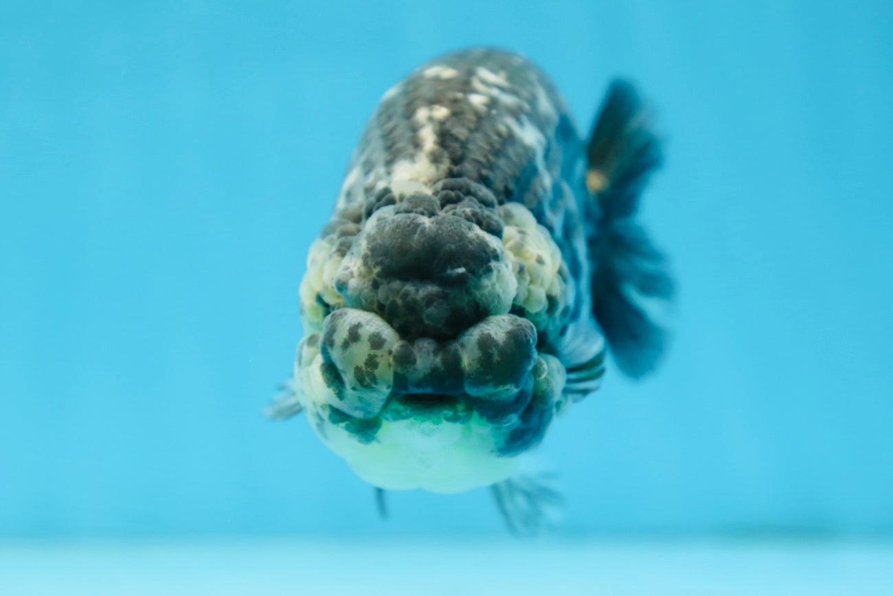 AAA Grade White Tiger LionQueen 5-5.5 inches #091225LC_08