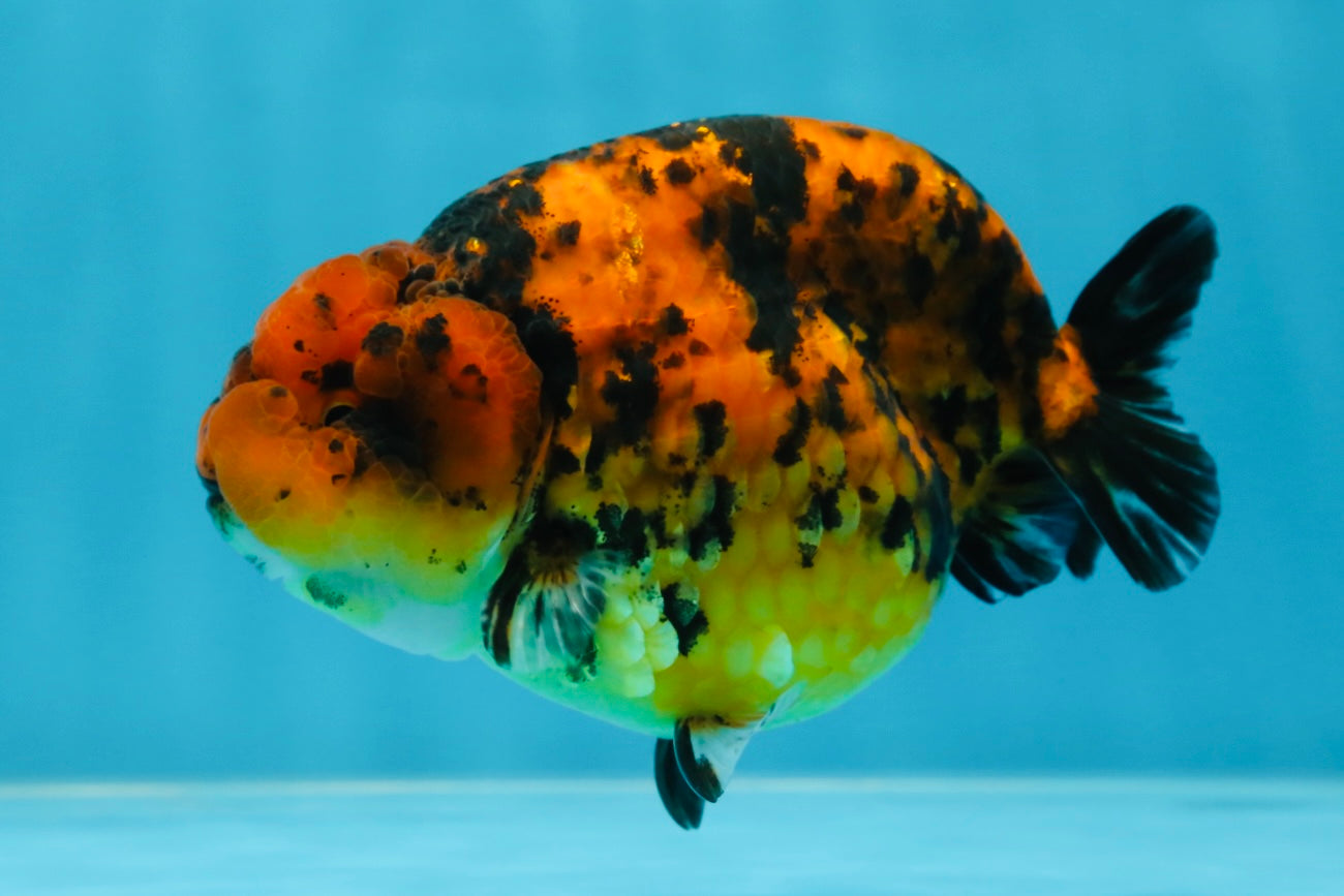 AAA Grade Tiger LionKing 4-4.5  inches #053025LC_10