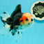 AAA Grade Pom-poms Tricolor Oranda Male 5.5 inches #102524OR_09