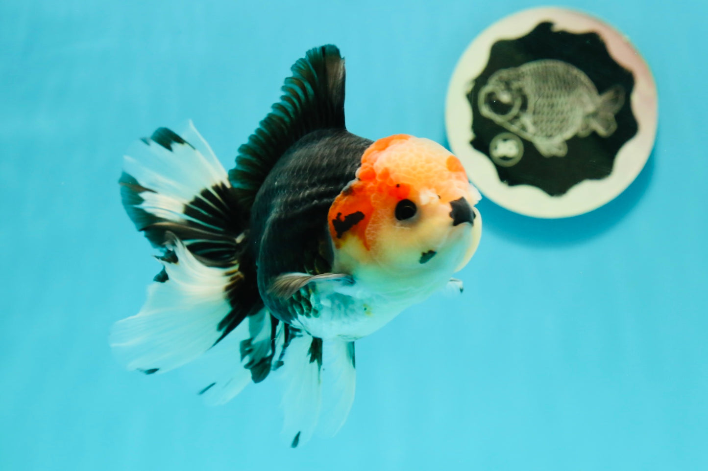 AAA Grade Pom-poms Tricolor Oranda Male 5.5 inches #102524OR_09