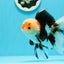 AAA Grade Tricolor Oranda Male 4.5-5 inches #0510OR_08