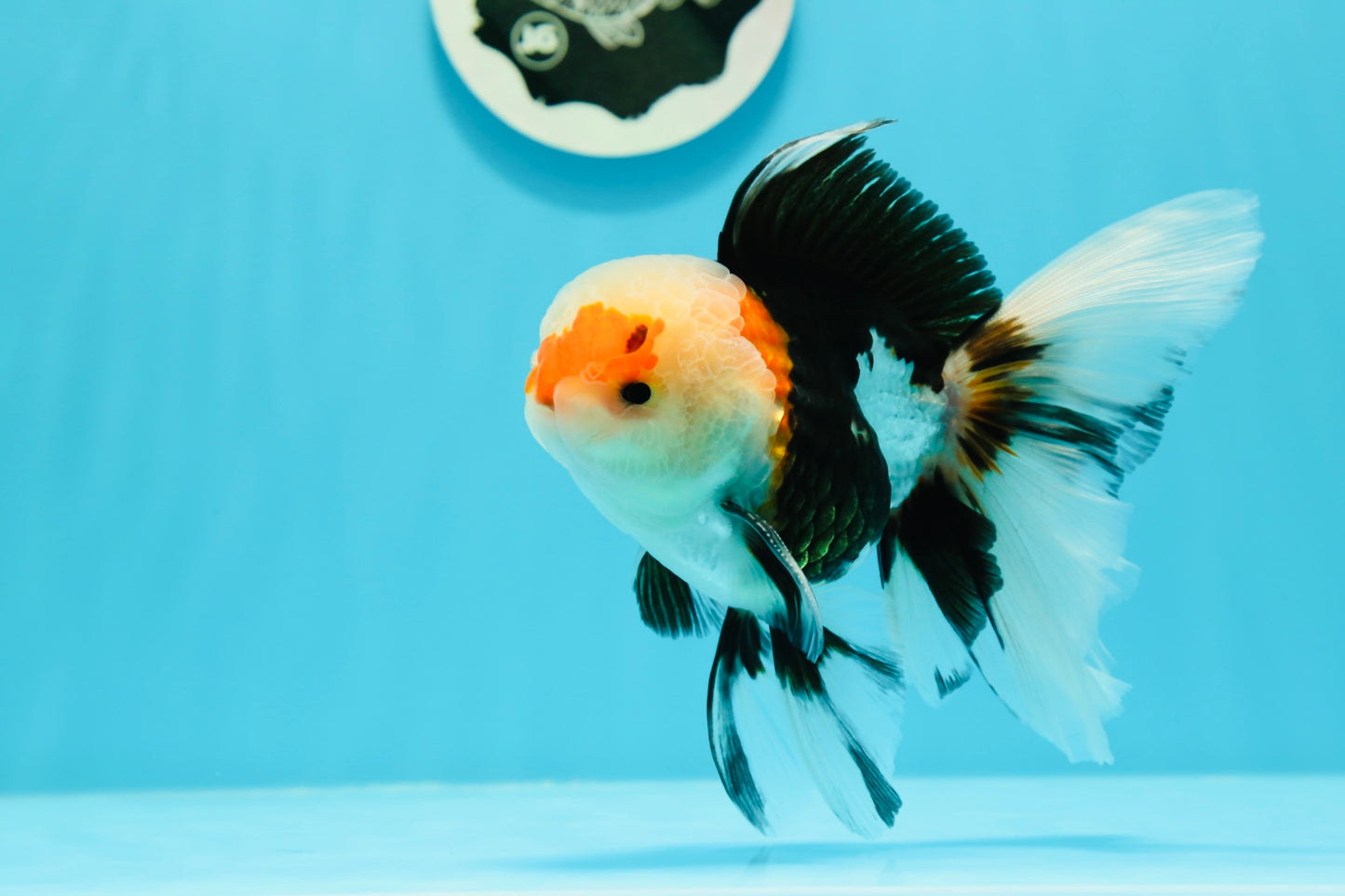 AAA Grade Tricolor Oranda Male 4.5-5 inches #0510OR_08