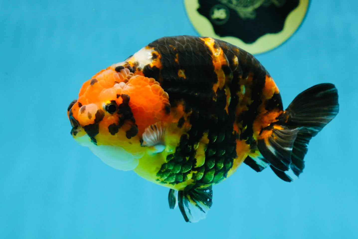 AAA Grade Calico Tiger Chinese Ranchu Male 5 inches #101025RC_19