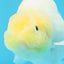 Snow White Sakura Button Eyes Lionchu Male 4-4.5 inches #070425LC_10