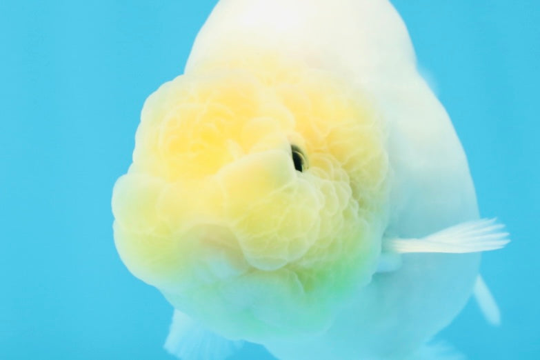 Snow White Sakura Button Eyes Lionchu Male 4-4.5 inches #070425LC_10