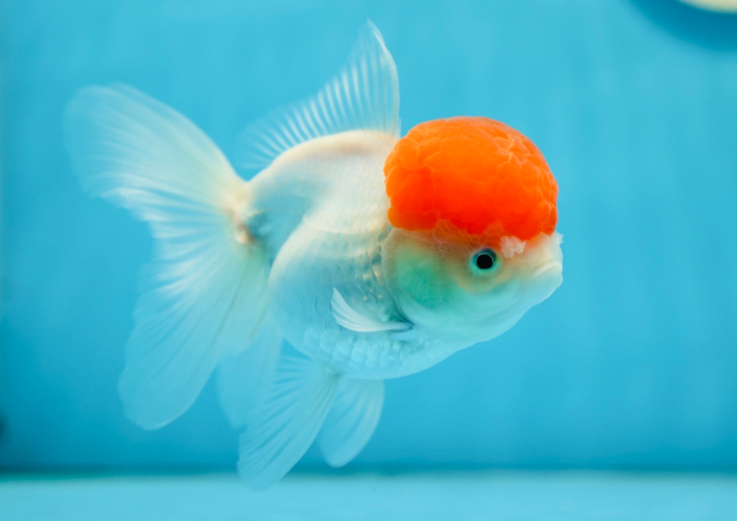 AAA Grade Tomato Head Oranda Female 4.5 inches #0818OR_14