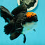 A Grade Superhero Lava Head Tricolor Oranda Male 5-5.5 inches #110824OR_16