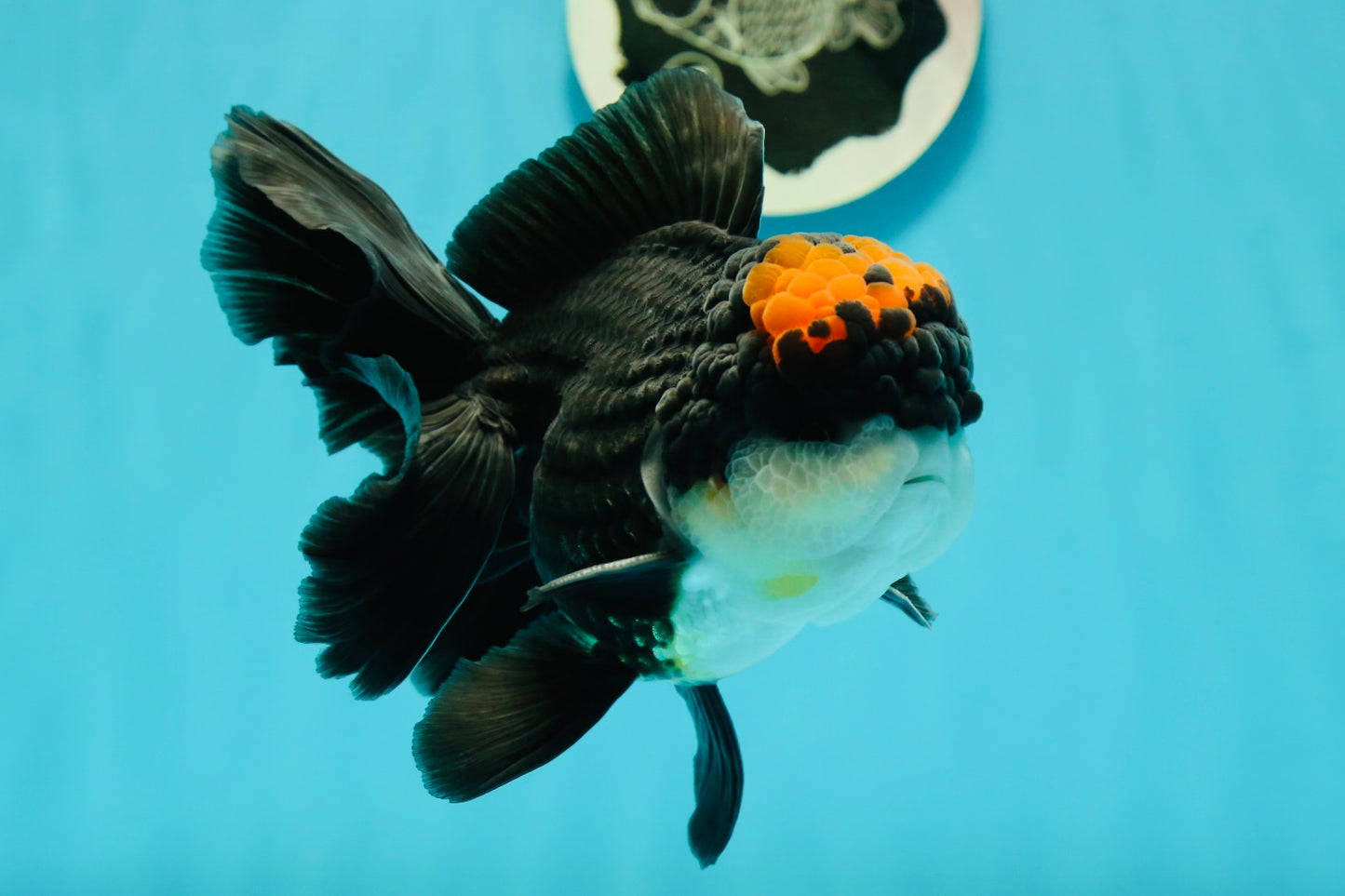 A Grade Superhero Lava Head Tricolor Oranda Male 5-5.5 inches #110824OR_16