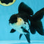 A Grade Killer Whale Panda Oranda Female 5-5.5 inches #100325OR_19