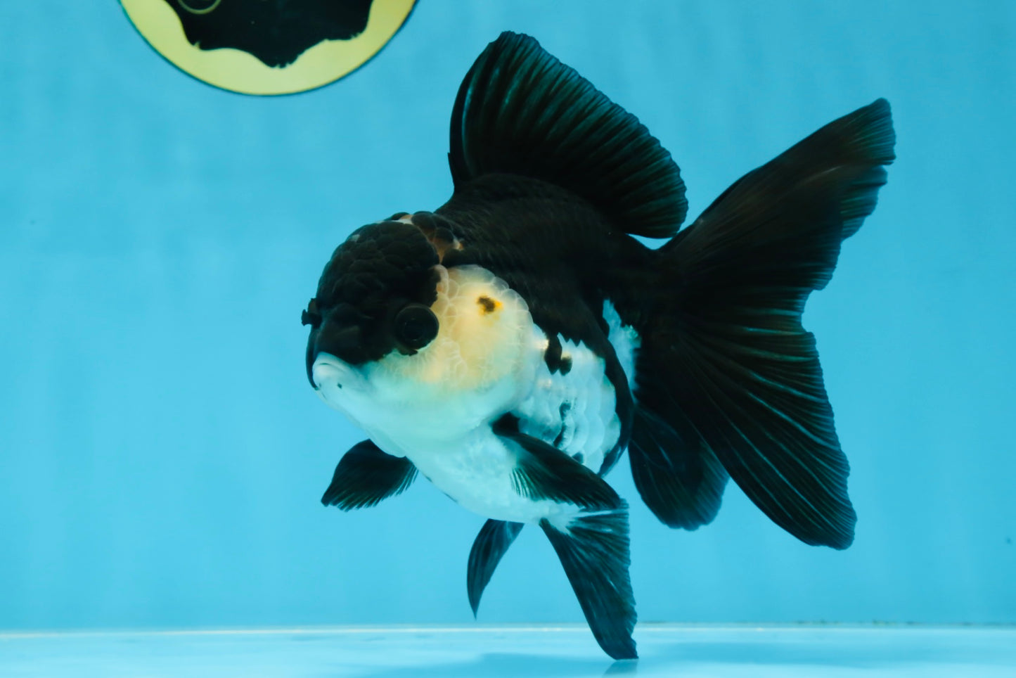 A Grade Killer Whale Panda Oranda Female 5-5.5 inches #100325OR_19