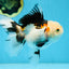 A Grade Tricolor Oranda Female 5-5.5 inches #081525OR_29