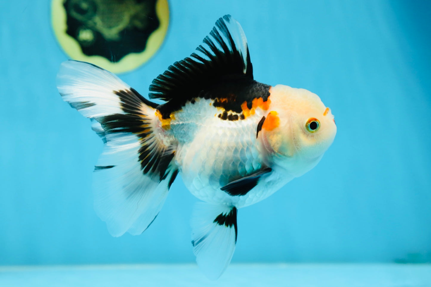 A Grade Tricolor Oranda Female 5-5.5 inches #081525OR_29