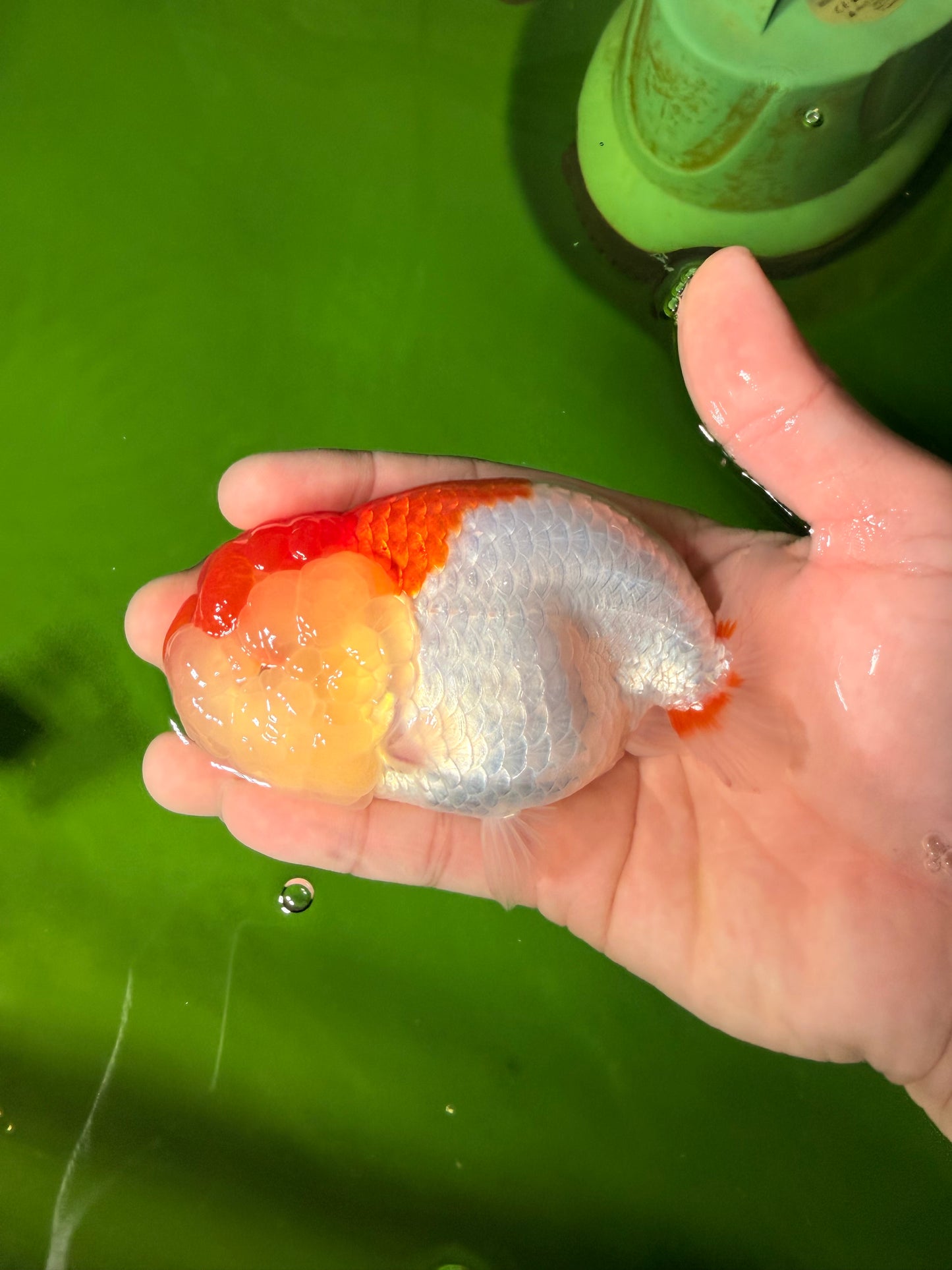 Red White LionChu Female 4-4.5 inches #041026LC_16