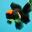 A Grade Tricolor Red Head Oranda Male 5-5.5 inches #041726OR_10