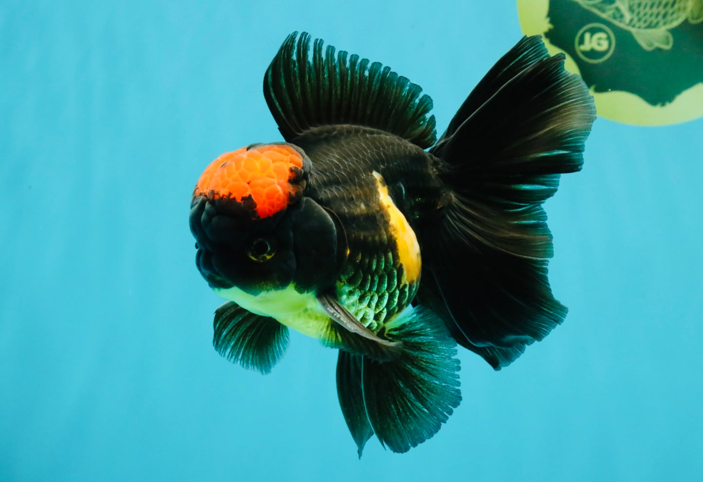 A Grade Tricolor Red Head Oranda Male 5-5.5 inches #041726OR_10