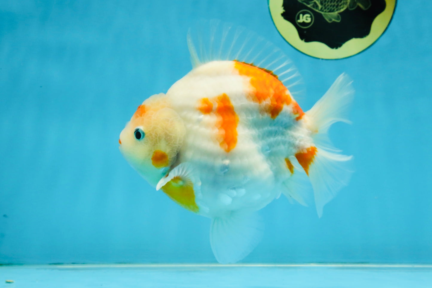 AAA Grade Godzilla Sakura Yuanbao Male 5-5.5 inches #112825YB_18