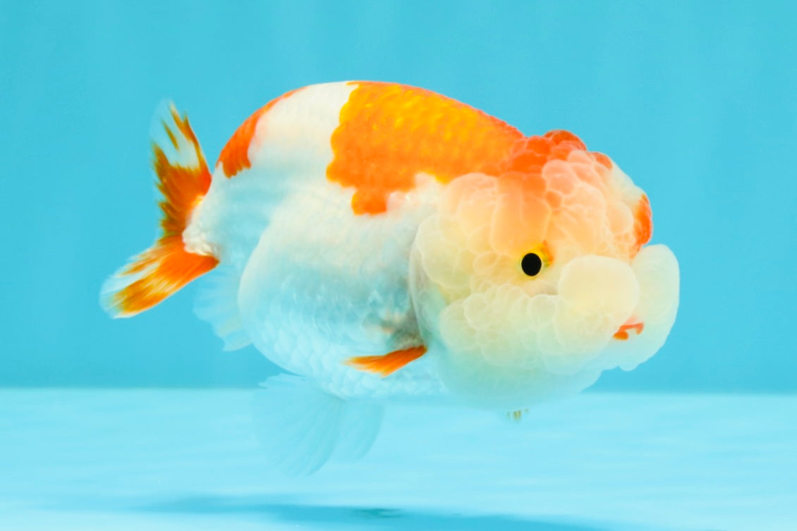 A Grade Kohaku Red White LionQueen 4-4.5 inches #031326LC_10