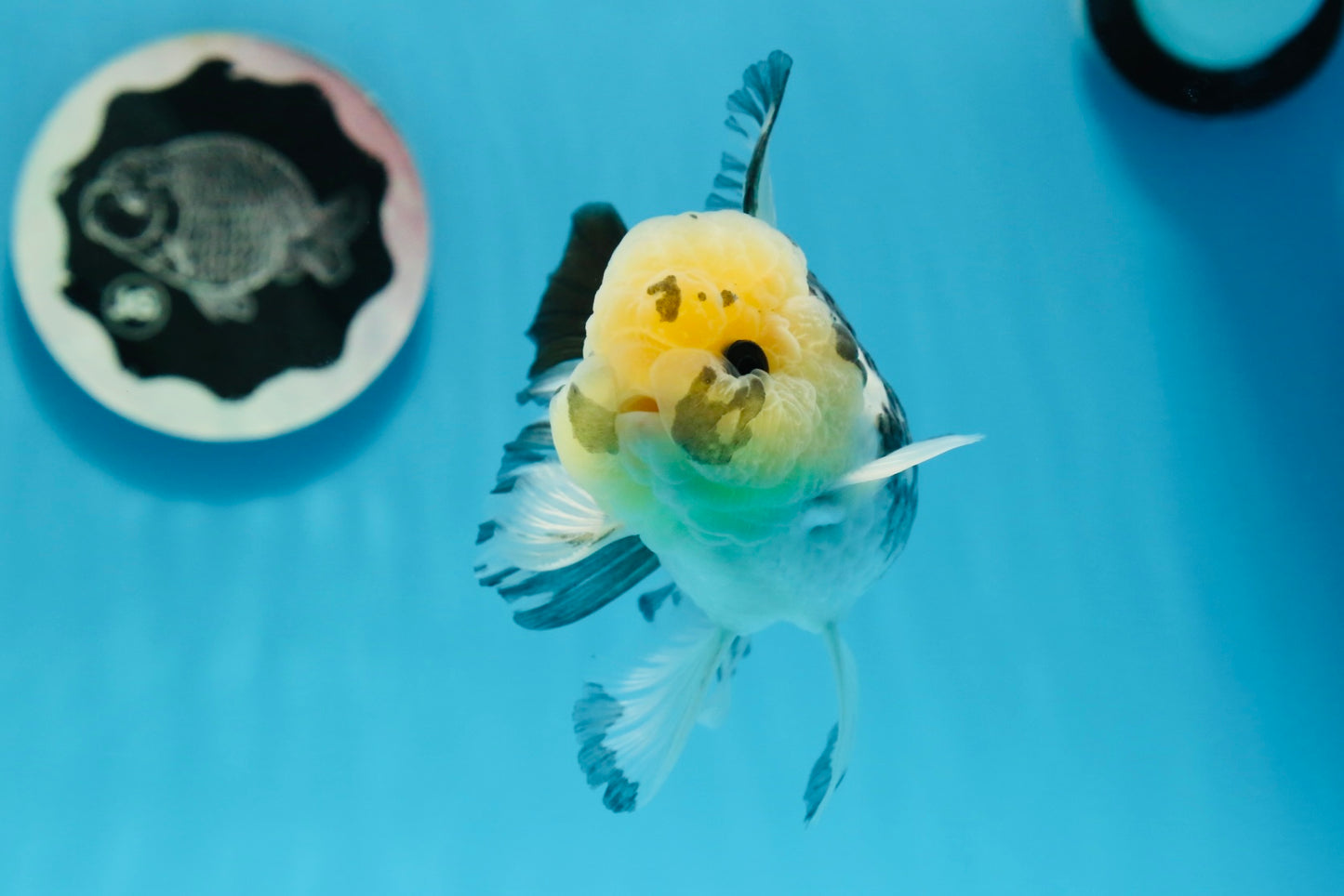 Panda Oranda macho con ojos de botón de 4,5 pulgadas #0920OR_20