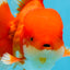 AAA Grade Young Godzilla Red White  Oranda Male 6-6.5 inches #081525OR_10