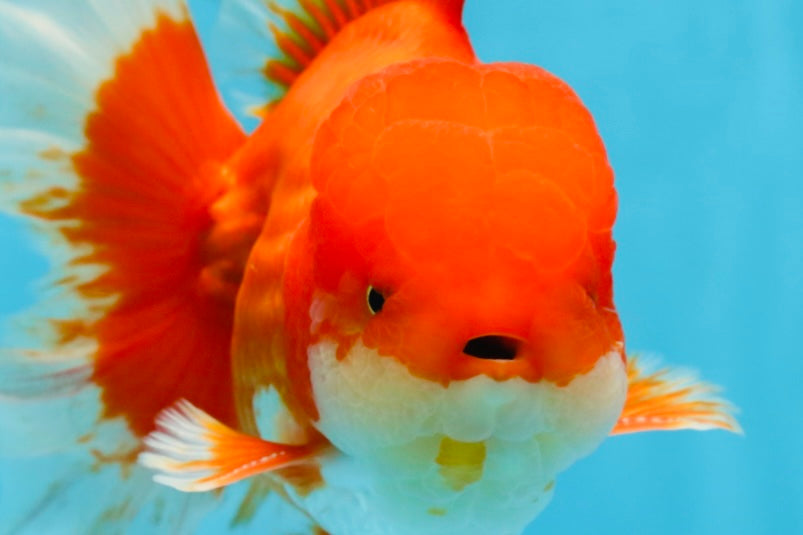 AAA Grade Young Godzilla Red White  Oranda Male 6-6.5 inches #081525OR_10