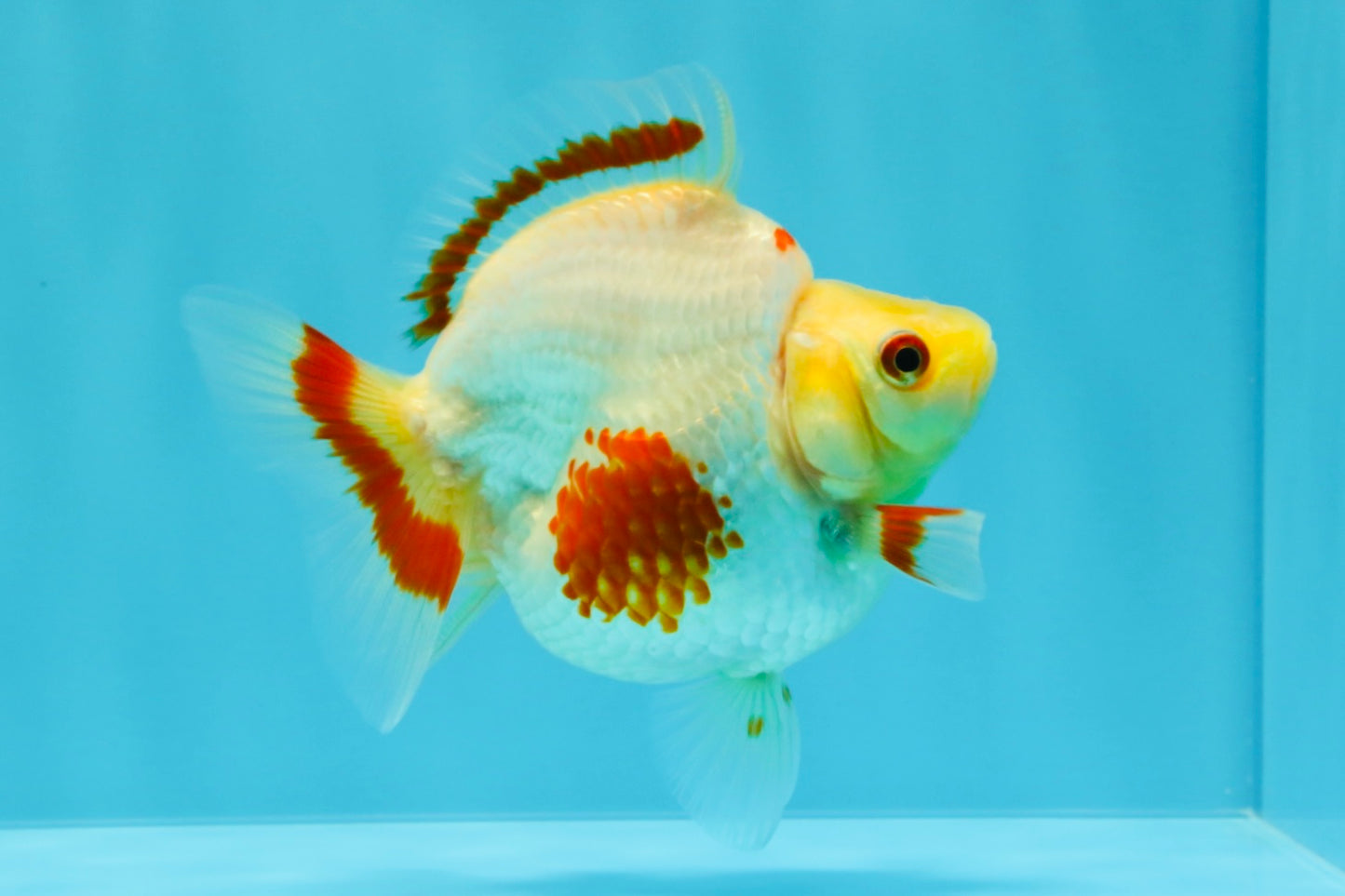 AAA Grade Red White Ryukin Female 4 inches #022726RK_17