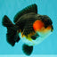 SHOW GRADE CHUBBY Tricolor Yuanbao Male 5 inches #071026YB_08
