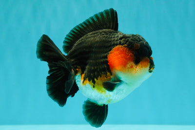 SHOW GRADE CHUBBY Tricolor Yuanbao Male 5 inches #071026YB_08