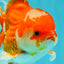 A Grade Red White Oranda Male 5.5  inches #073126OR_10