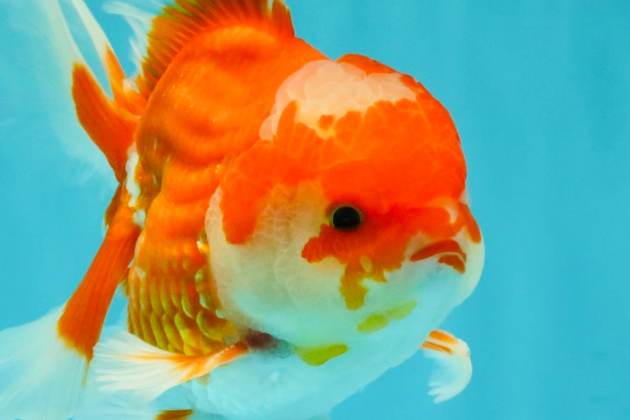 A Grade Red White Oranda Male 5.5  inches #073126OR_10