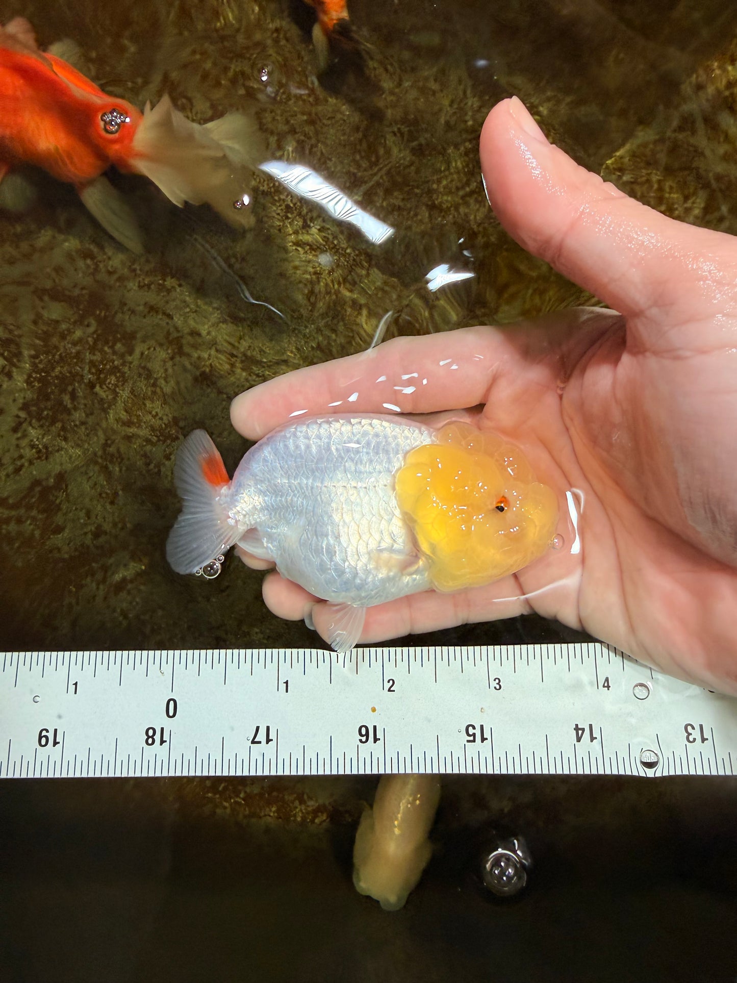 Snow White Lionchu Female 3.5 inches #121925LC_03