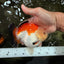 AAA Grade Tricolor Yuanbao Male 5 inches #072426YB_26