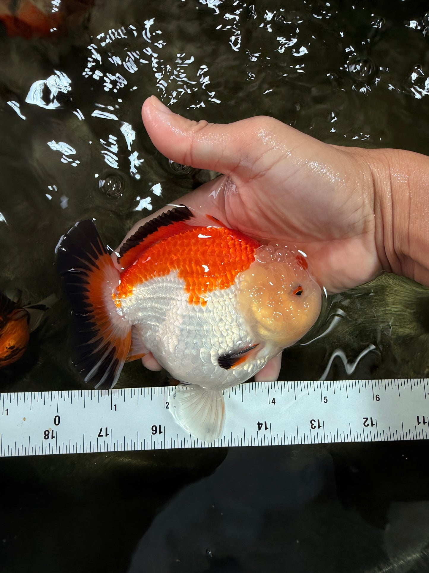 AAA Grade Tricolor Yuanbao Male 5 inches #072426YB_26