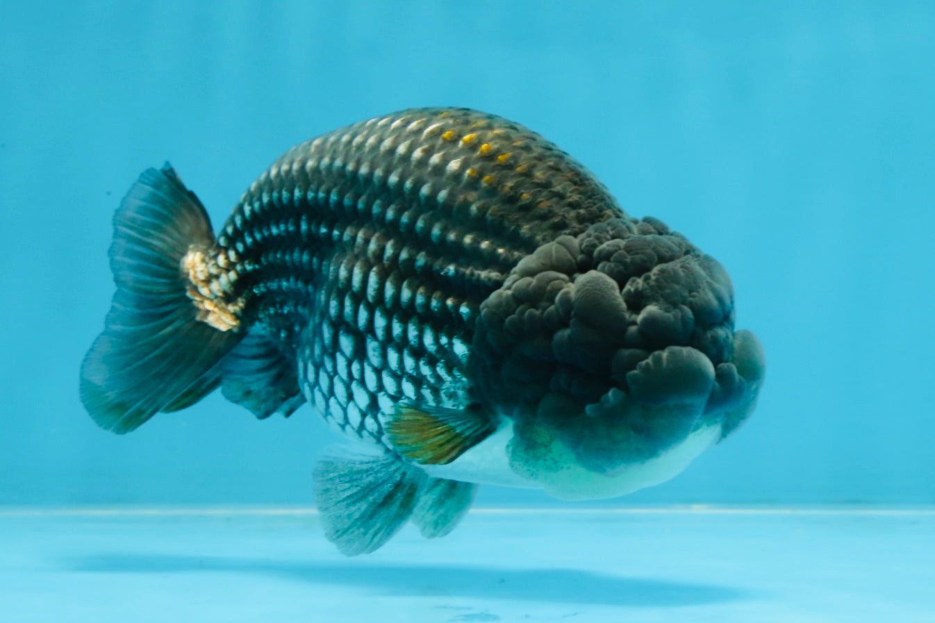 Blue LionChu Male 5 inches #103125LC_15