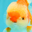 AAA Grade Red White Oranda Male 5.5-6 inches #071726OR_21