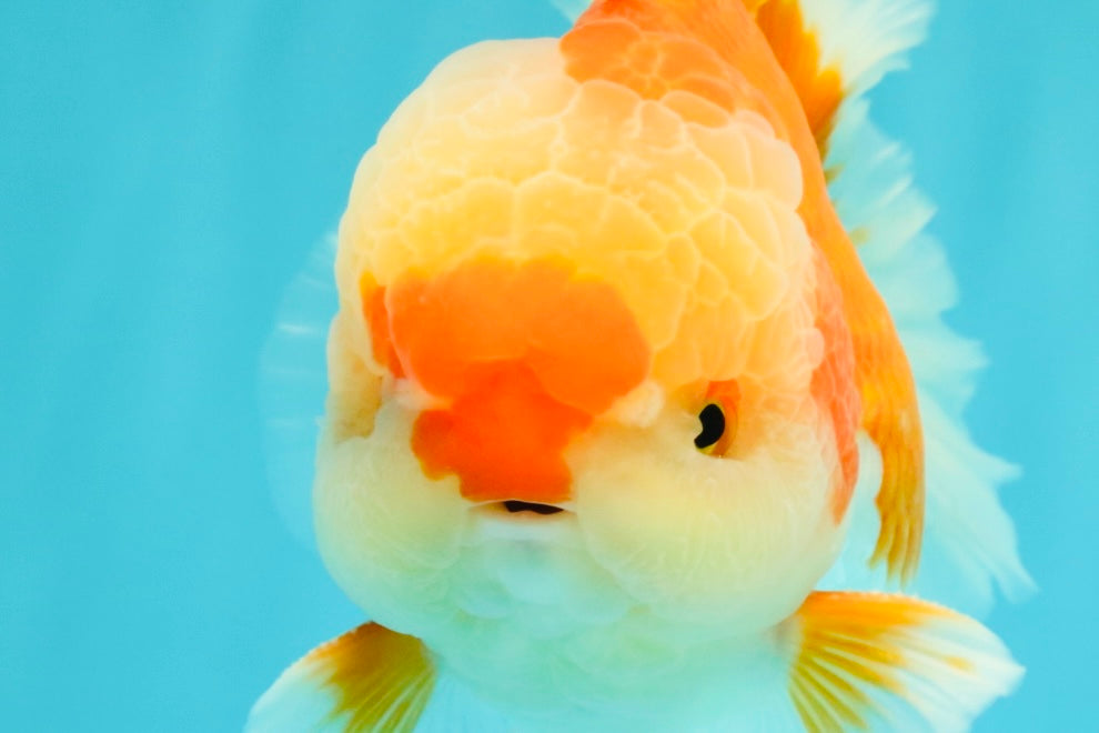 AAA Grade Red White Oranda Male 5.5-6 inches #071726OR_21