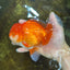 AAA Grade CHUNKY Godzilla Red White Oranda Male 6 inches #090525OR_10
