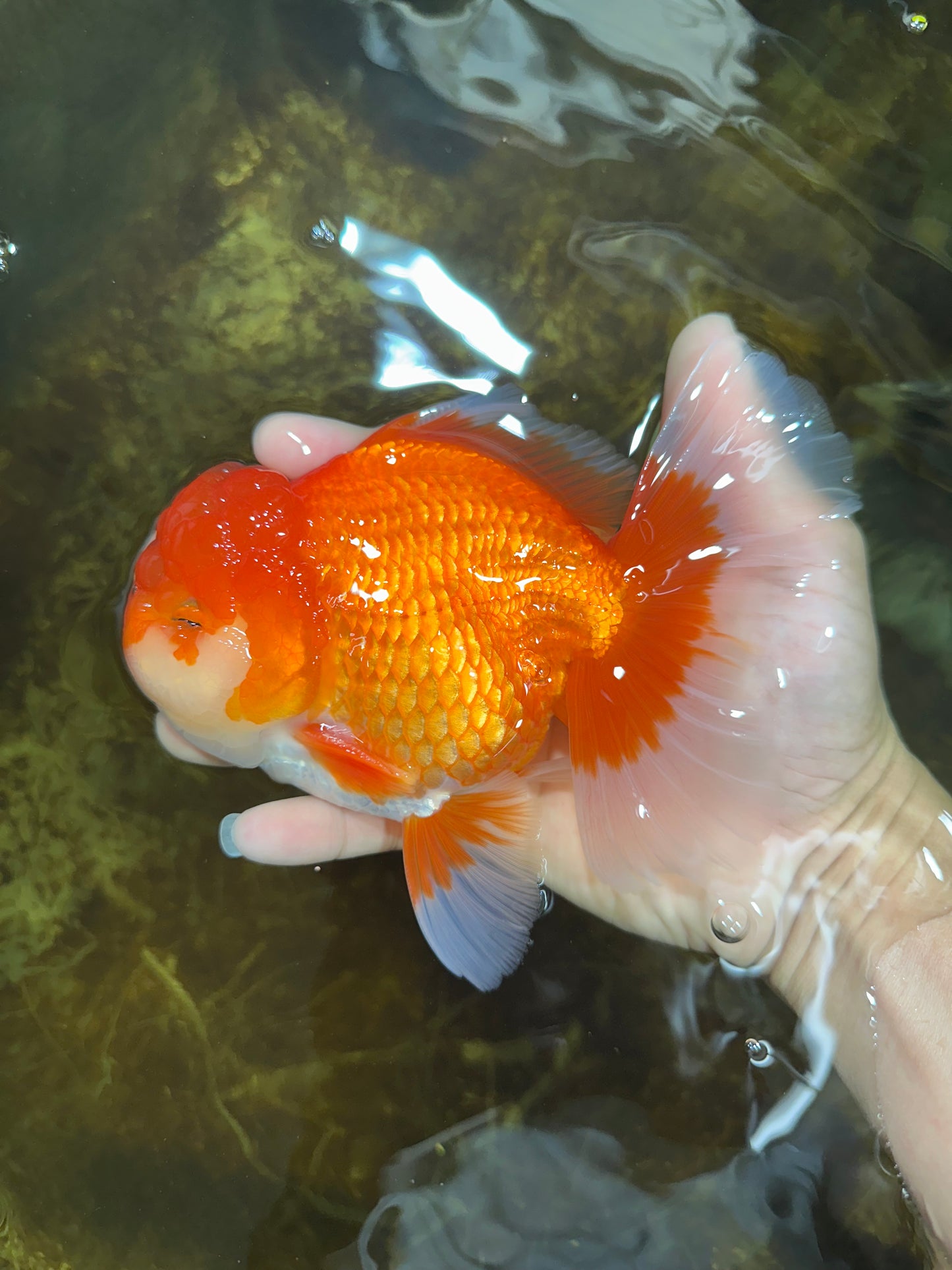 AAA Grade CHUNKY Godzilla Red White Oranda Male 6 inches #090525OR_10